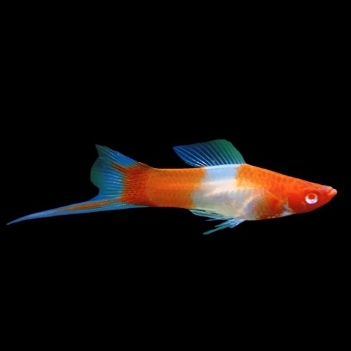 Xiphophorus helleri kohaku - Porte épée koi M